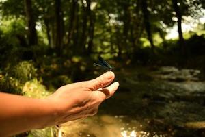 Closeup of a blue dragonfly on a woman hand in front of a bokeh background of greenery, trees and a flowing stream, on a sunny day photo