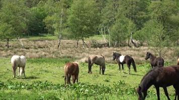 muitos cavalos pastando em um prado verde no verão video