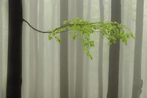 Spring beech branch with leaves photo