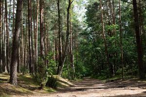 camino del bosque sendero por el bosque entre altos árboles verdes en un día soleado. parque nacional kampinoski en polonia. enfoque selectivo foto