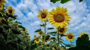 Closeup of sunflower on field photo