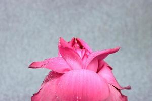 Beautiful pink Lotus close-up . Lotus flower with drops of water on petals lit with sun rays. photo