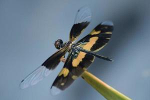 A dragonfly on the branch photo