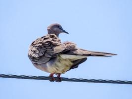 Spotted Dove, Spilopelia chinensis in the garden photo