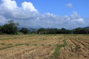 Yellow paddy field after harvesting in front of rocky mountain photo