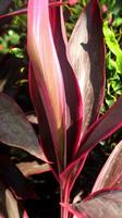 Andong, ti or hanjuang is an ornamental plant from the Asparagaceae family, which is native to Austronesia, Southeast Asia and Oceania. Close up red leaves of cordyline fruticosa. photo