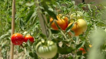 plántulas de tomate plantadas en campo abierto. plantar plántulas en primavera video