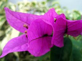 flor rosa buganvilla mejor para su fondo con tema de la naturaleza foto