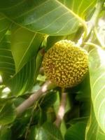 kadam, fondos de pantalla, hermosa flor, hermosa naturaleza foto