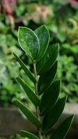 primer plano de la planta zamioculcas zamiifolia, gema de zanzíbar o palma esmeralda. conocida como planta dólar o planta zz. fondo de naturaleza verde. foto