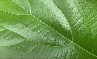 Green leaves background, Leaf texture photo