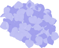 Blue hydrangea flower illustration. png