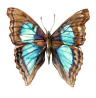 Watercolor drawing of a bright butterfly with blue wings. Morpho butterflies. Isolated on a white background png