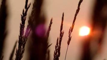 smokey sun in hazy sky behind grass, caused by wildfire video