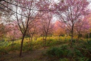 rama del amanecer de la mañana con flores de sakura rosa en phu lom lo, loei tailandia foto