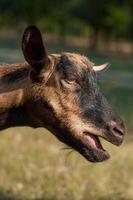 Happy Goat on a summer pasture photo