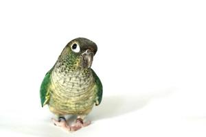 Green cheek conure blue turquoise yellow sided color isolated on white background, the small parrot of the genus Pyrrhura, has a sharp beak. Native to South America. photo