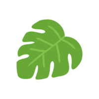 einzelnes grünes monstera-blatt im flachen stil png