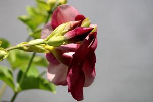 flores allamanda blanchetii. foto