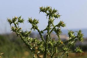 A thorny thistle plant in a forest clearing in northern Israel. photo