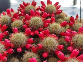 cactus with seed in pot. home plant concept photo