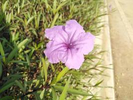 lavender flower petals growing in the garden photo