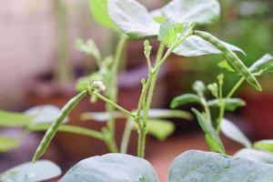 Mung Bean pod is a plant in the legume family. photo