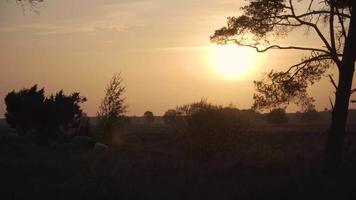 Tree sways in the breeze as sun shines through branches video