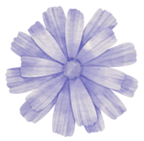 acuarela de flor azul pintada para elemento decorativo