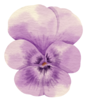 estilo aquarela de flor de amor-perfeito roxo para elemento decorativo png