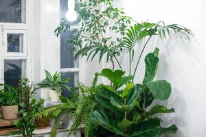 plantas de interior en un elegante interior de una habitación en casa en macetas. el concepto de jardinería doméstica. decoración acogedora para un hogar con una jungla casera. jardín verde. foto