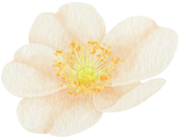 weiße rose blüht aquarellillustration png