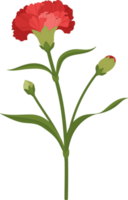 red carnation flower hand drawn illustration. png