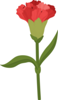 red carnation flower hand drawn illustration. png