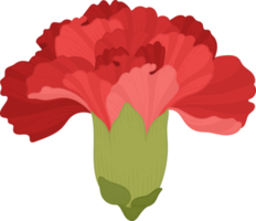 red carnation flower hand drawn illustration. png