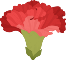 röd nejlika blomma handritad illustration. png