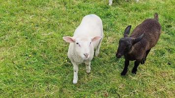 Several small lambs in black and white feeding on green grass. video