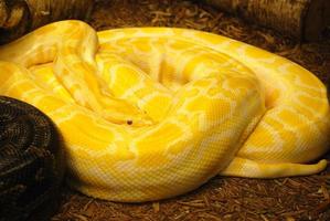 Coiled Burmese Python Snake photo