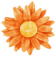 Orange flower watercolor painted for Decorative Element png