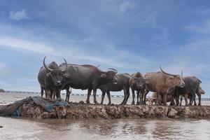 thale noi, phatthalung, tailandia foto