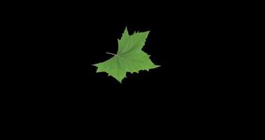 Floating leaf on black background. 4K resolution video