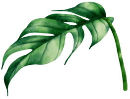 epipremnum pinnatum tropical leaf watercolor illustration png