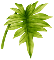 philodendron mayoi tropiska löv akvarell png