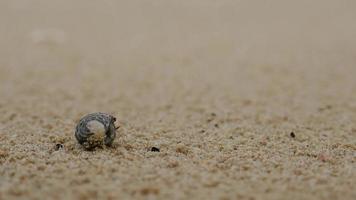 close-up van een kleine heremietkreeft komt uit de schelp kruipend op het zandstrand wanneer het begint te miezeren, phuket eiland thailand video