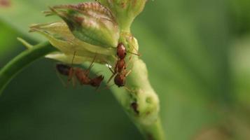 wild ants crawling on the vines photo