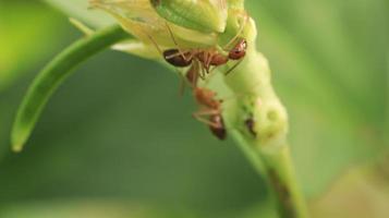 wild ants crawling on the vines photo