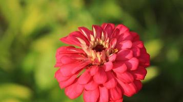 zinnia en el jardín de flores foto