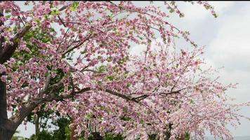 arbre de fleur de cerisier avec ciel bleu video