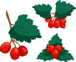 Set of hawthorn branches with berries vector