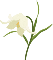 vit padda lilja blomma handritad illustration. png